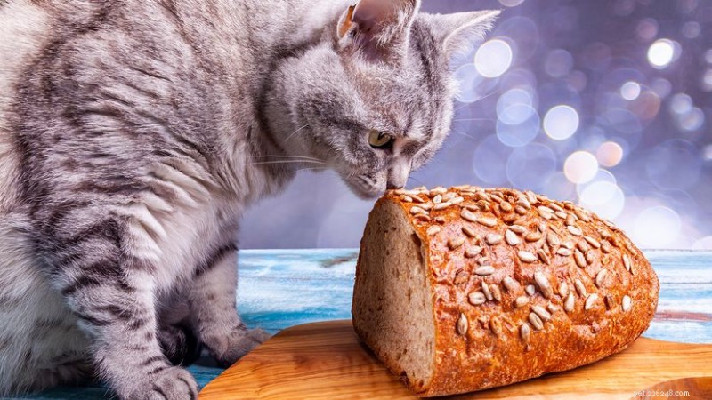 Kunnen katten veilig brood eten? Deskundig advies over risico s en voordelen 