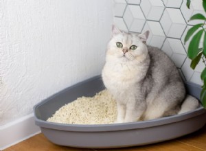 Proč moje kočka leží v bedně? Pochopení příčin a jak pomoci 
