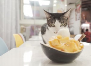 猫はマンゴーを安全に食べられますか?知っておくべきことは次のとおりです 