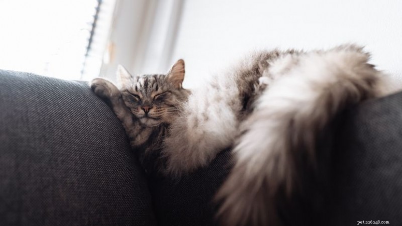 猫が寝ているときにけいれんするのはなぜですか?夢と健康を理解する 
