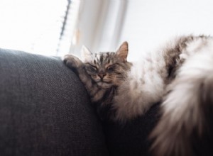 猫が寝ているときにけいれんするのはなぜですか?夢と健康を理解する 