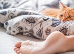 Почему кошки спят между ног? Объяснение причин комфорта, безопасности и склеивания 