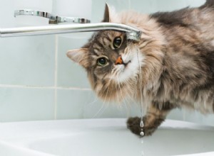Co znamená nadměrný příjem vody u koček? Klíčové příčiny a co dělat 