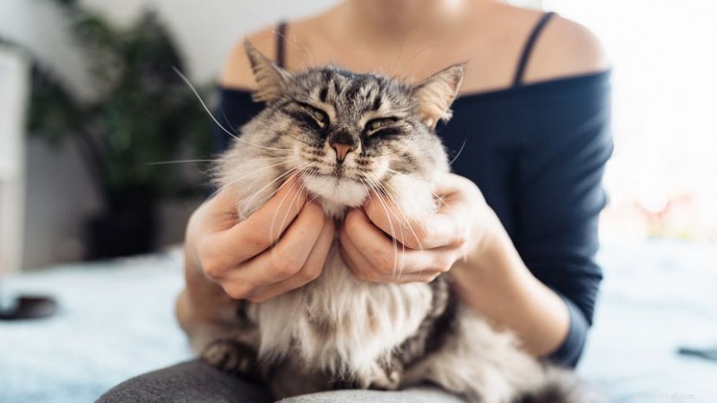 Proč moje kočka nevrní, i když je obsah? Průvodce schválený veterinárním lékařem 