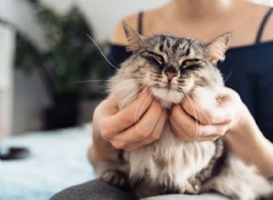 Proč moje kočka nevrní, i když je obsah? Průvodce schválený veterinárním lékařem 