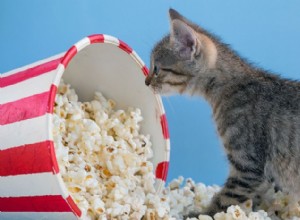Безопасен ли попкорн для кошек? Руководство по простым, с маслом и ароматизированным вариантам 