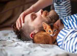 Why Does My Cat Sleep on My Head? Insights into Feline Affection and Comfort 