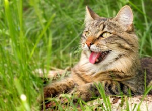 Proč může vaše kočka dýchat:Červené vlajky a kdy zavolat veterináře 