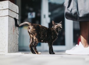 Proč vás kočky následují? Pochopení chování a kdy jednat 