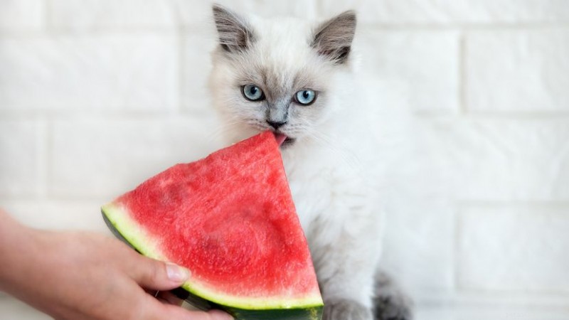 猫はスイカを安全に食べられるのでしょうか？皮、種子、部分のサイズに関するガイド 