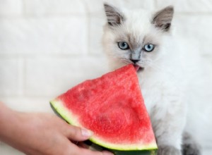 Mohou kočky bezpečně jíst meloun? Průvodce velikostí kůry, semen a porcí 