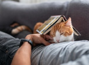 Proč na mě moje kočka spí? Odborné vhledy do jejich útulného spánku 