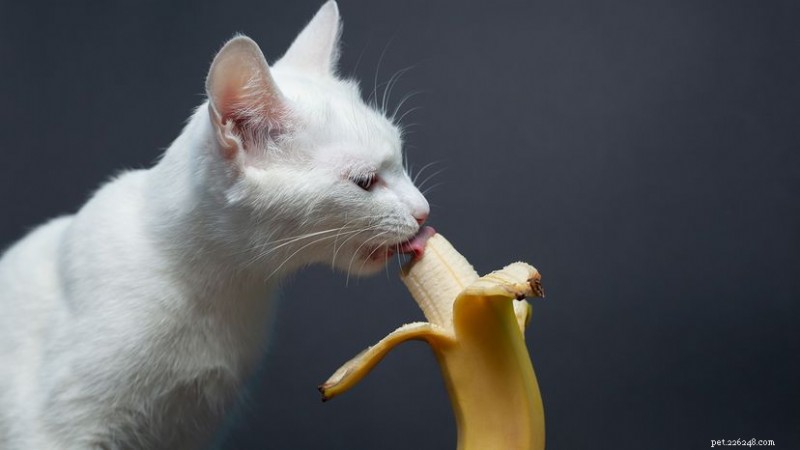 猫はバナナを安全に摂取できますか?おやつと分量のガイドライン 