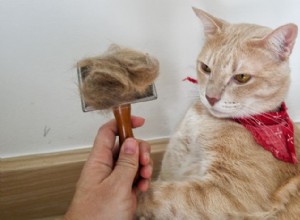 Proč se moje kočka loupe? Příčiny, diagnostika a tipy na odbornou péči 