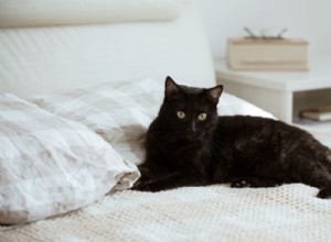 Proč moje kočka čůrá na mou postel? Průvodce diagnostikou a prevencí schválený veterinárním lékařem 