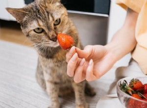 Mohou kočky bezpečně jíst jahody? Průvodce schválený veterinárním lékařem 