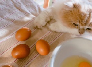 Mohou kočky bezpečně jíst vejce? Průvodce schválený veterinářem pro kočky a koťata 