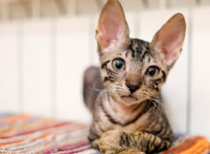 8 необычных пород кошек, которые очаровывают нас своей уникальной внешностью 