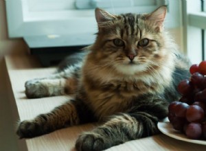 Proč jsou hrozny a rozinky pro kočky toxické – průvodce pod dohledem veterináře 