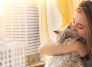 最も愛情深い猫の品種トップ 10:愛情深いペットの親にとって理想的な猫の仲間 