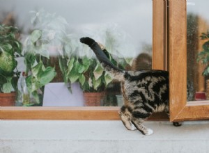 Je eukalyptus bezpečný pro kočky? Absolutně ne – veterinární perspektiva 