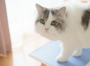 あなたもきっと気に入るエレガントな灰白猫の品種 7 選 