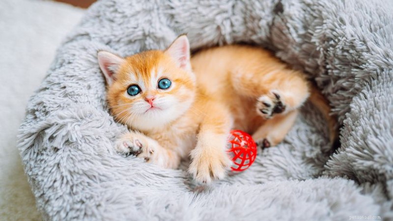 愛らしい猫の品種トップ10：メインクーンからラグドールなどまで 