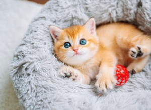 Top 10 rozkošných kočičích plemen:Od mainské mývalí po ragdoll a další 