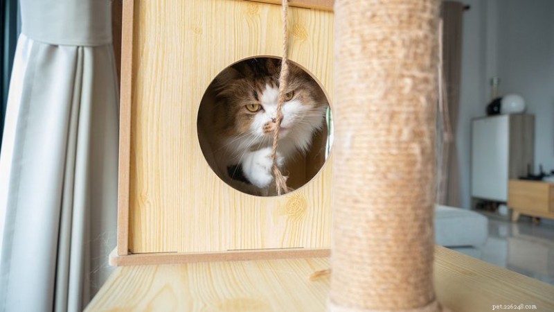 自分だけの猫の木を作ろう:カスタムの安全な猫用コンドミニアムを作るための 5 つの簡単なステップ 