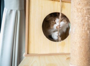 Постройте свое собственное кошачье дерево:5 простых шагов к созданию индивидуальной и безопасной квартиры для кошек 