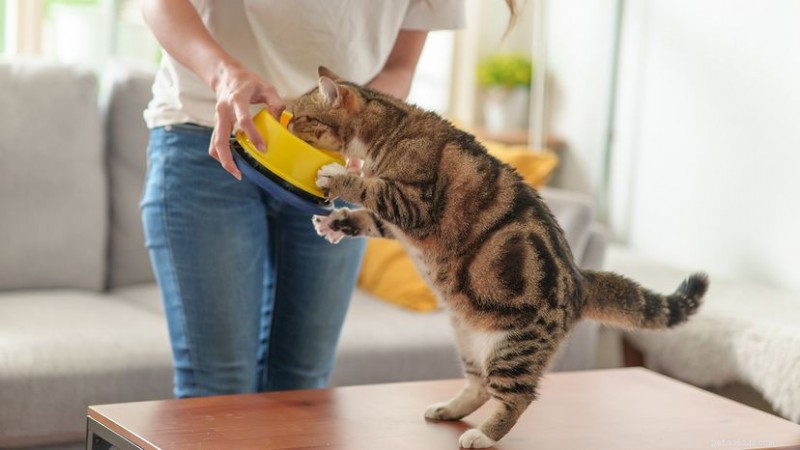 トマトは猫にとって安全ですか?実践的なガイド 