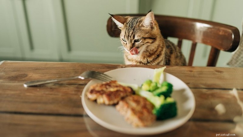 Могут ли кошки безопасно есть кукурузу? Что должен знать каждый владелец кошки 