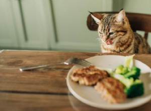 Can Cats Safely Eat Corn? What Every Cat Owner Needs to Know 