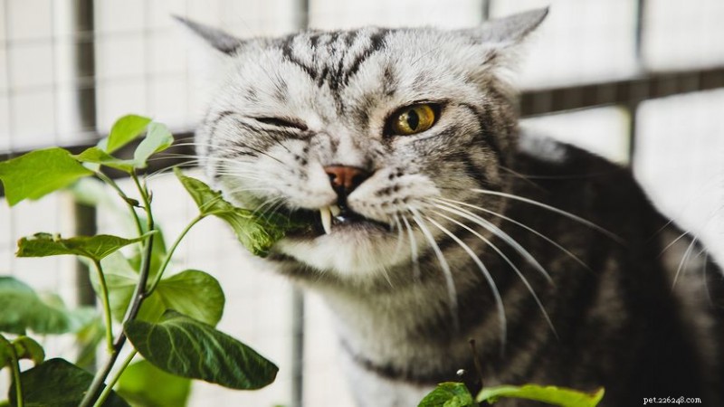 Zijn slangenplanten veilig voor katten? Expertbeoordeling van toxiciteit en preventie 