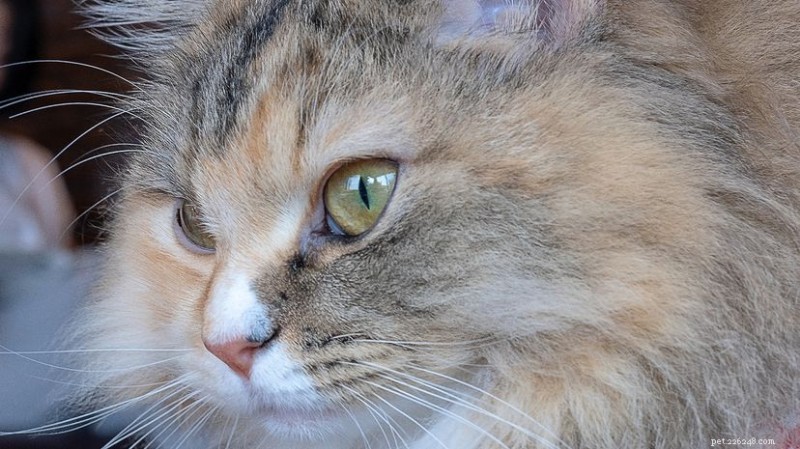RagaMuffin Cats:かわいい、手入れの手間がかからない、あらゆるご家庭の相棒 