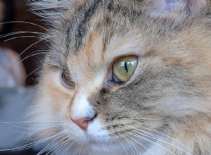 RagaMuffin Cats:Přítulný společník nenáročný na údržbu do každého domova 