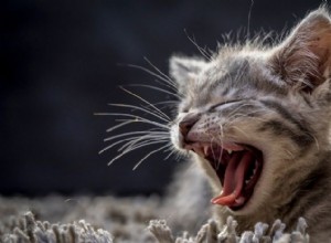 あらゆる性格にマッチする古典的なオス猫の名前 10 個 