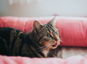 고양이 침을 흘리는 것이 정상일 때와 수의사의 진료를 받아야 할 때 