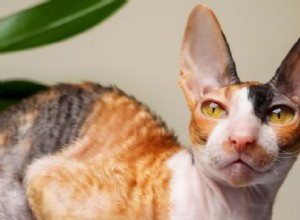 Cornish Rex:Kudrnaté, energičtí společníci s nízkým rizikem alergie 