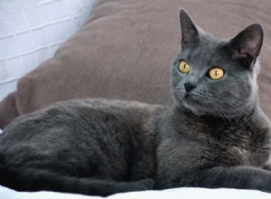 Kočky z Chartreux:Historie, funkce a průvodce péčí 