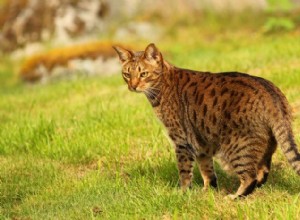 Ocicat:Elegantní, láskyplná kočka s divoce vypadajícími skvrnami 