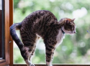 Proč je levandule pro kočky nebezpečná – chraňte svého kočičího společníka 