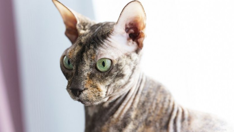 Donskoy Cat (Don Sphynx) – Ruslands haarloze ras uitgelegd 