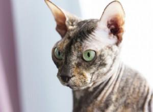 Donská kočka (Don Sphynx) – ruské bezsrsté plemeno vysvětleno 