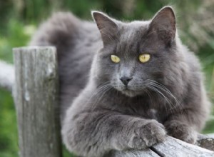Nebelung Cat:Elegantní dlouhosrstý společník se stříbrnou špičkou 