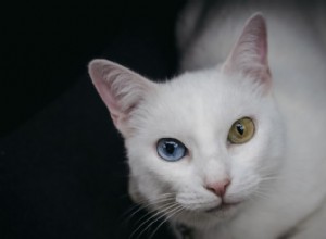 10 plemen bílých koček, která kombinují krásu, osobnost a pohled na zdraví 