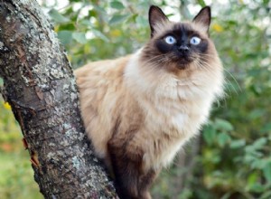 Balinese Cats:Elegantní, vokální dlouhosrstí společníci siamských 