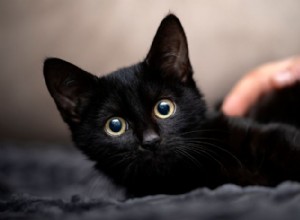 Černé kočky:Genetická odolnost vůči FIV a proč si zaslouží adopci 