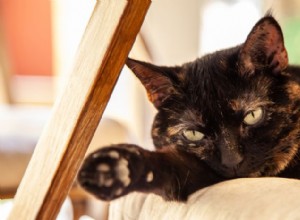Želvovinové kočky (Torties):Odvážná, krásná a nepochopená kočka 