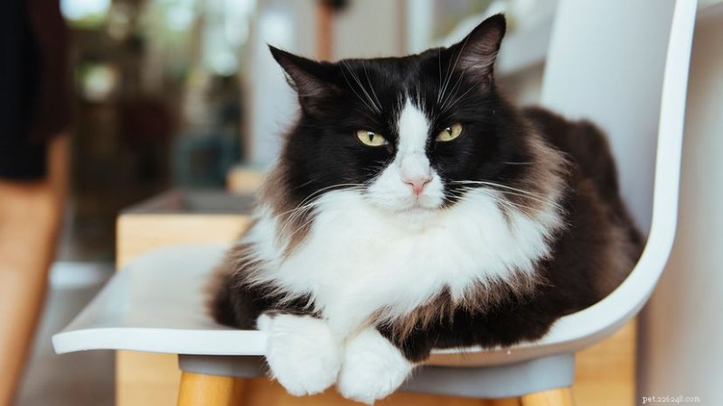 Tuxedo-katten:het klassieke vachtpatroon, genetica en waarom ze geweldige metgezellen zijn 